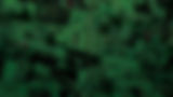 SBP_Photo Collage_Green.jpg