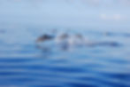 Spotted Dolphin Madeira