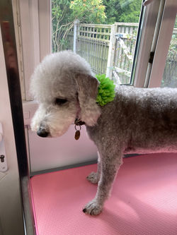 Bedlington Terrier after 2