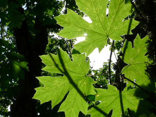 The Magic of Maples