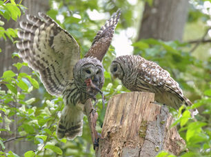 Blackberries, Bunnies, and Owls. An Urban Ecology Fantasyland in Vancouver’s Jericho Beach Park
