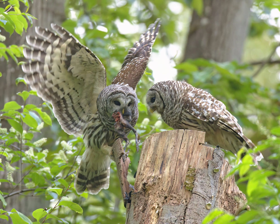 Photo of the Barred Owls in Jericho by Kha Nguyen
