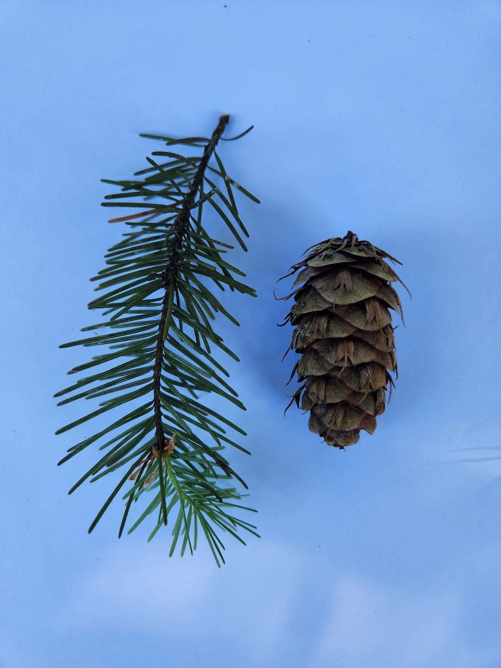 Vancouver ‘Treevia’ Tree Identification Walk