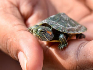 Silence of Ponds: The Rise of the Red Slider Turtle