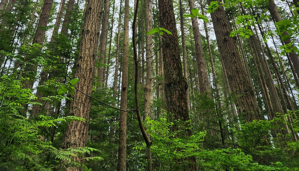 WALK FULL - Pacific Spirit Park - Forest History Walk