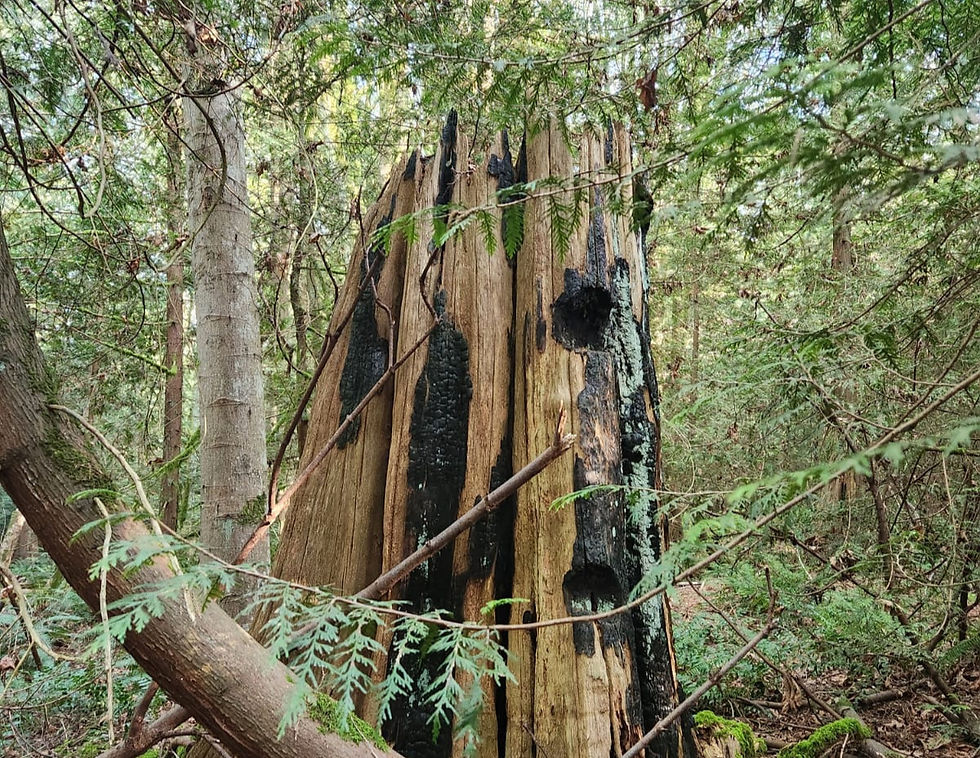 FULL- Forest Mysteries and Legends Tour