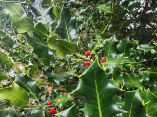 Holly Hubris: Why Our Spikey Leaved Adversary Took Over British Columbia Forests
