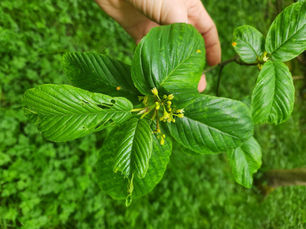 A Forgotten ‘Miracle Drug’ – A brief history of the Cascara Tree in British Columbia