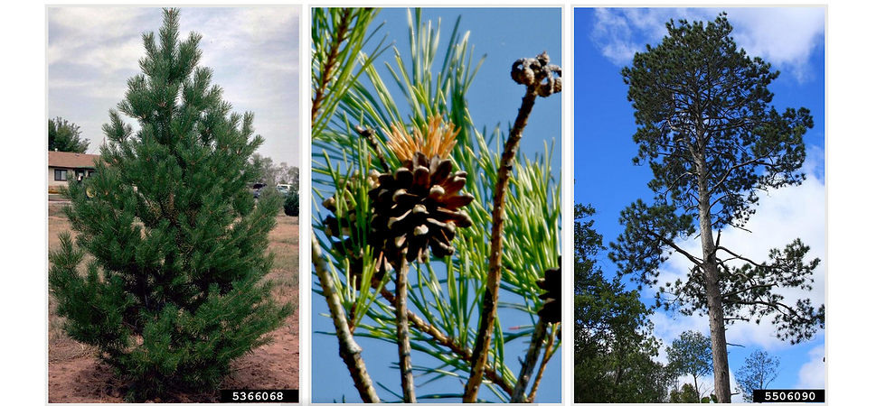Scots Pine Photos from Ontario Invasive Plant Council