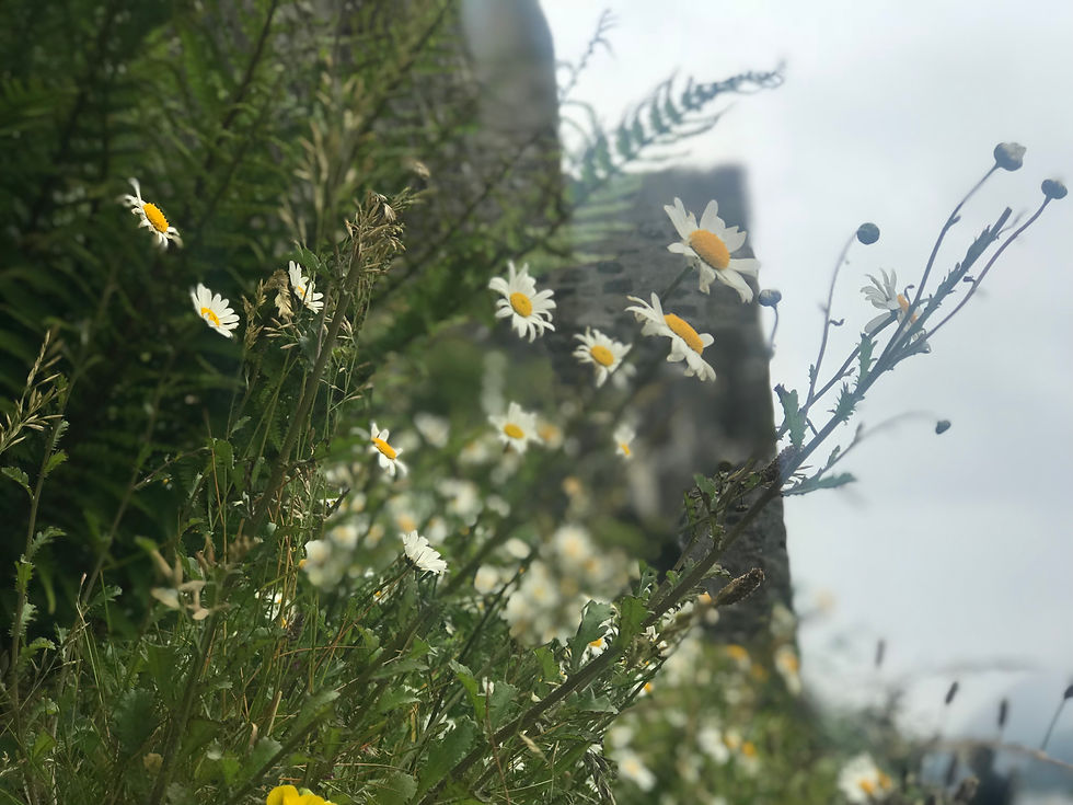 Summer in Scotland