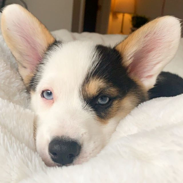 The Story of Molly-Rue, a.k.a, the love of my life