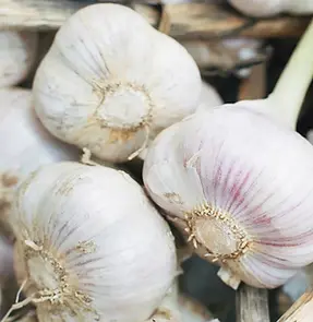 garlic-1296x728-header.webp