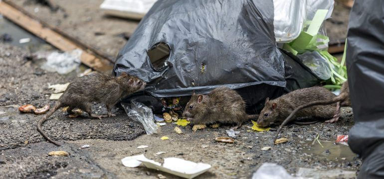 Rodent Infestations in Residential Buildings