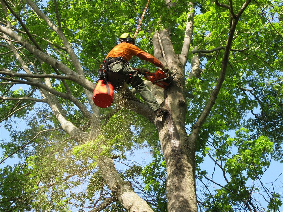 Tree-Service-Charlotte-NC.jpg