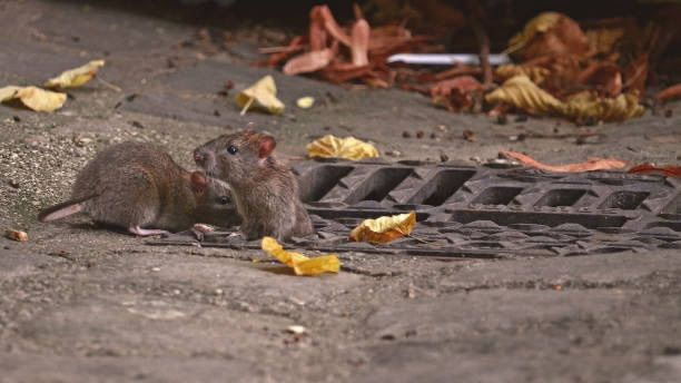 Rodent Infestations in Residential Buildings