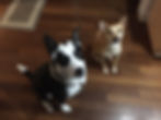A larger black and white dog wearing a harness sitting next to a smaller tan and white dog on hardwood floor inlooking up at the person taking the photo. 