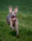 Dog Obedience Training in Calgary