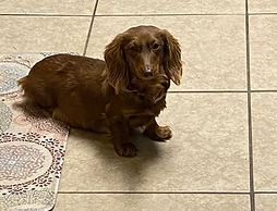 Harley Lou.jpg