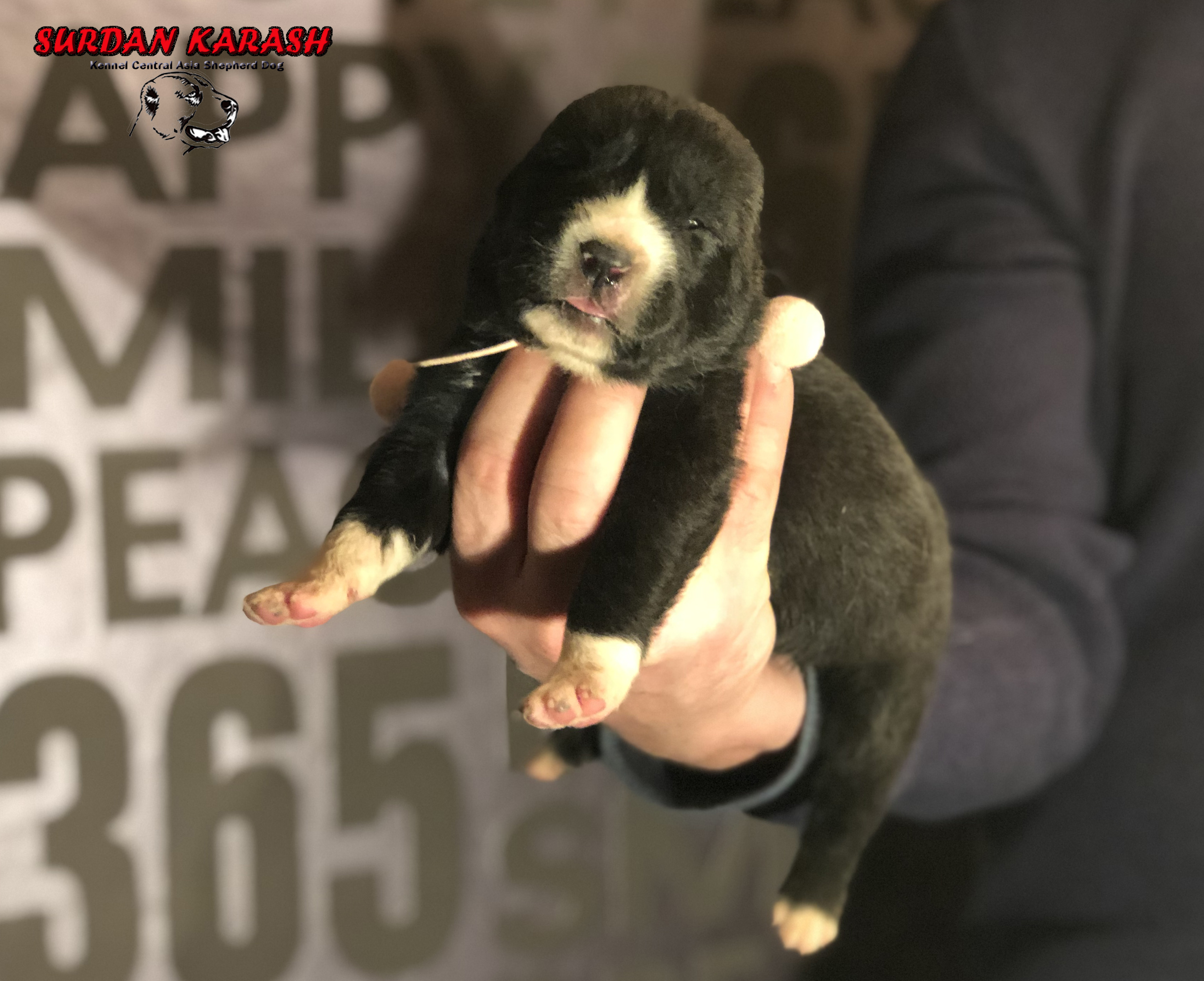 1 неделя