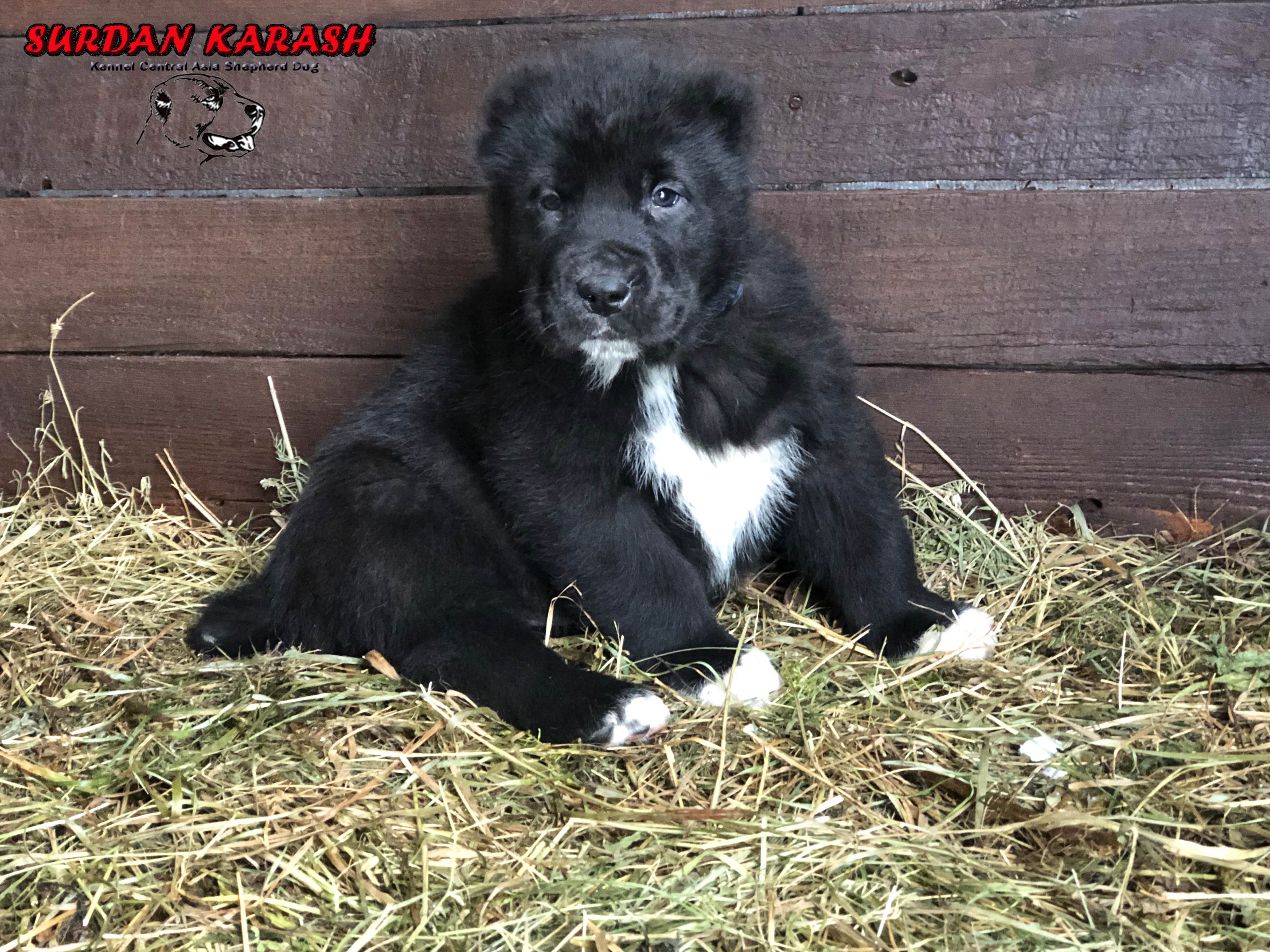 5 недель