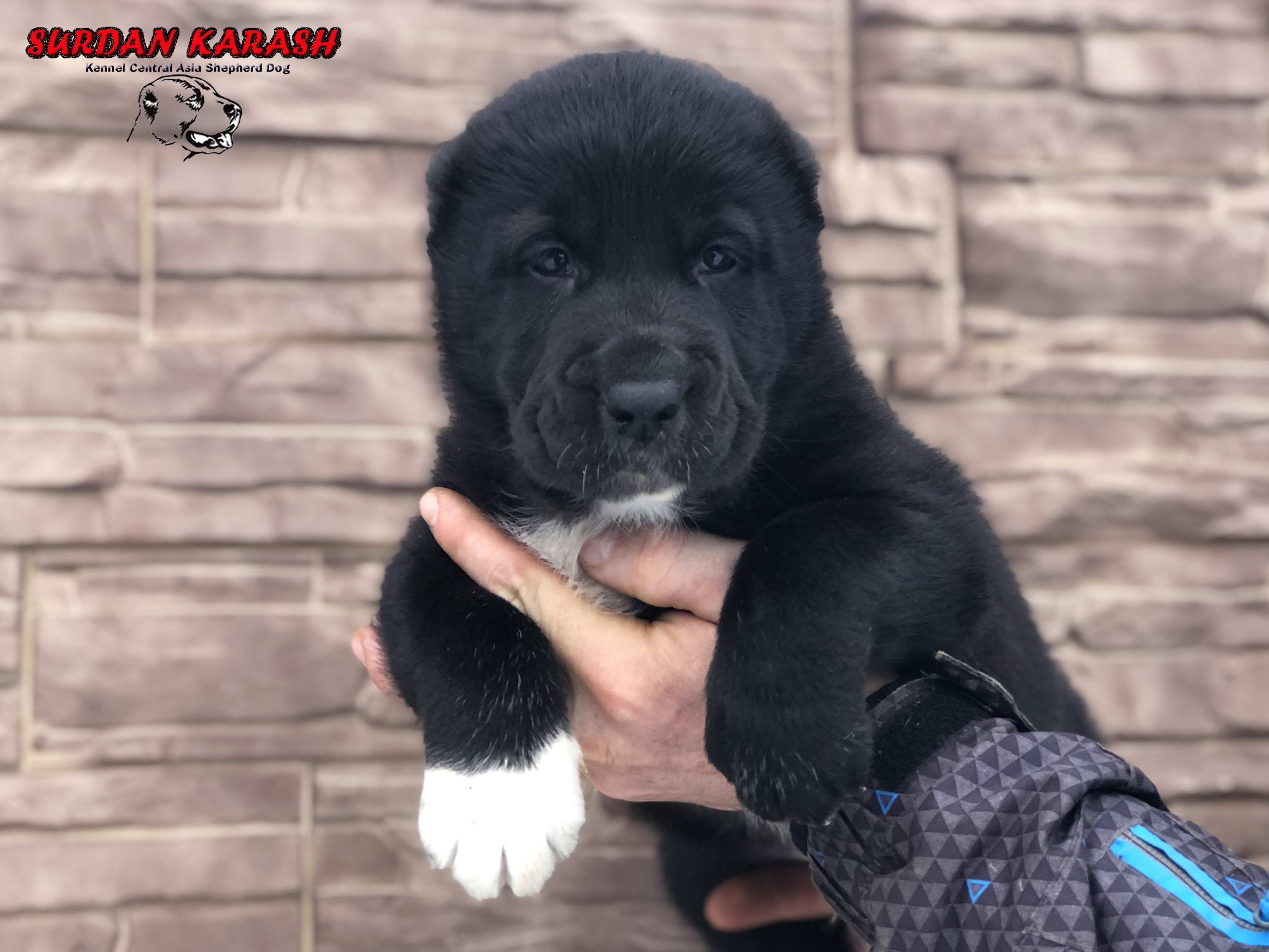 5 недель