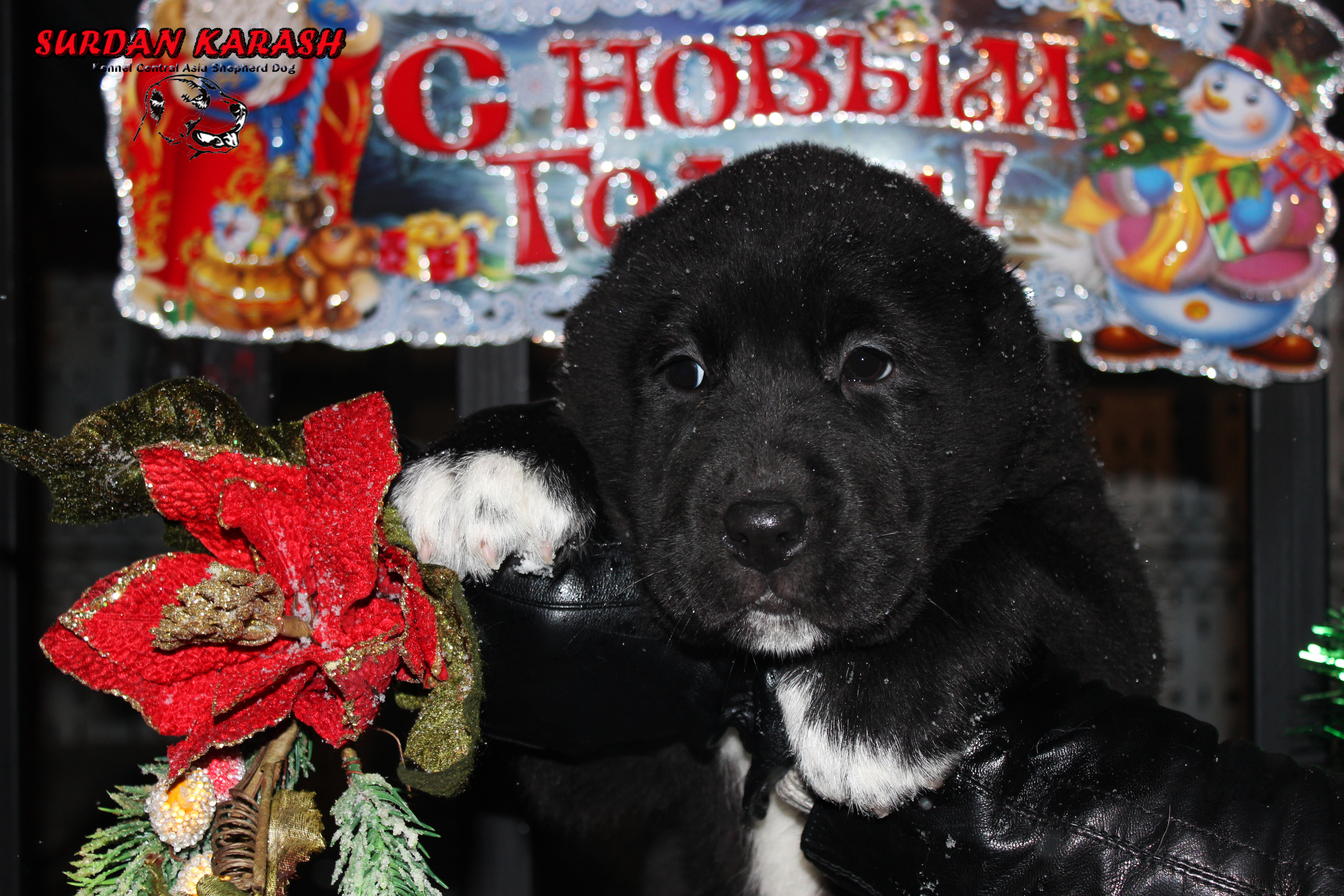 8 недель