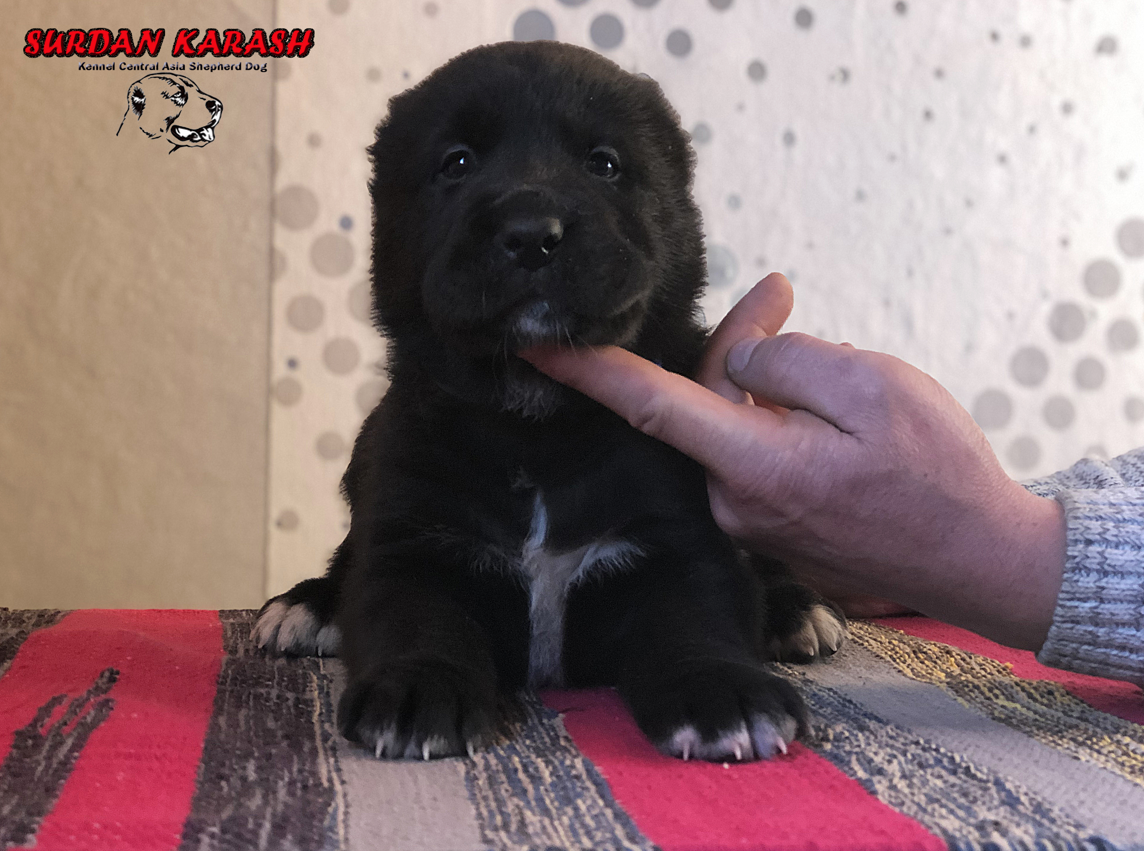 1 месяц