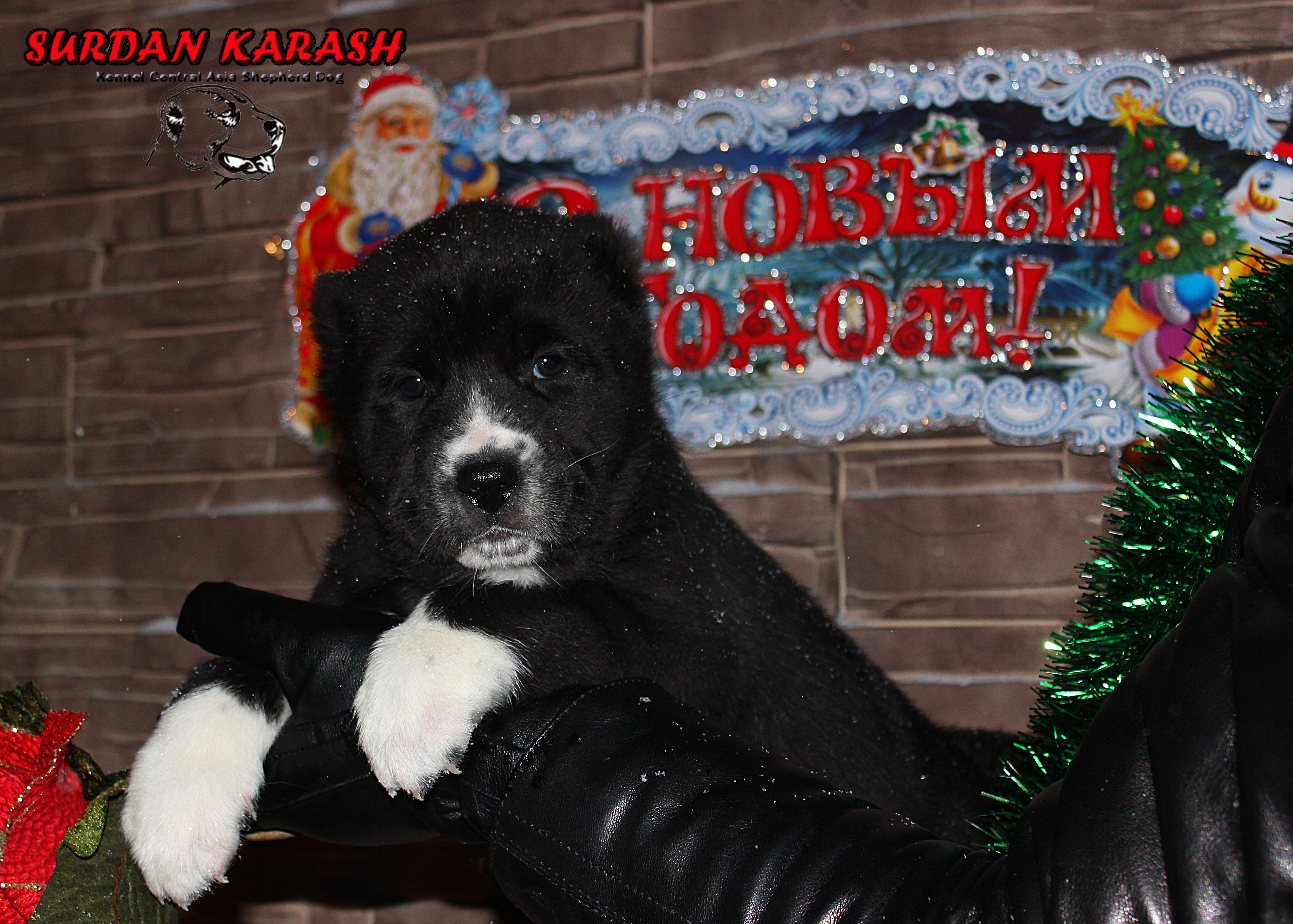 6 недель