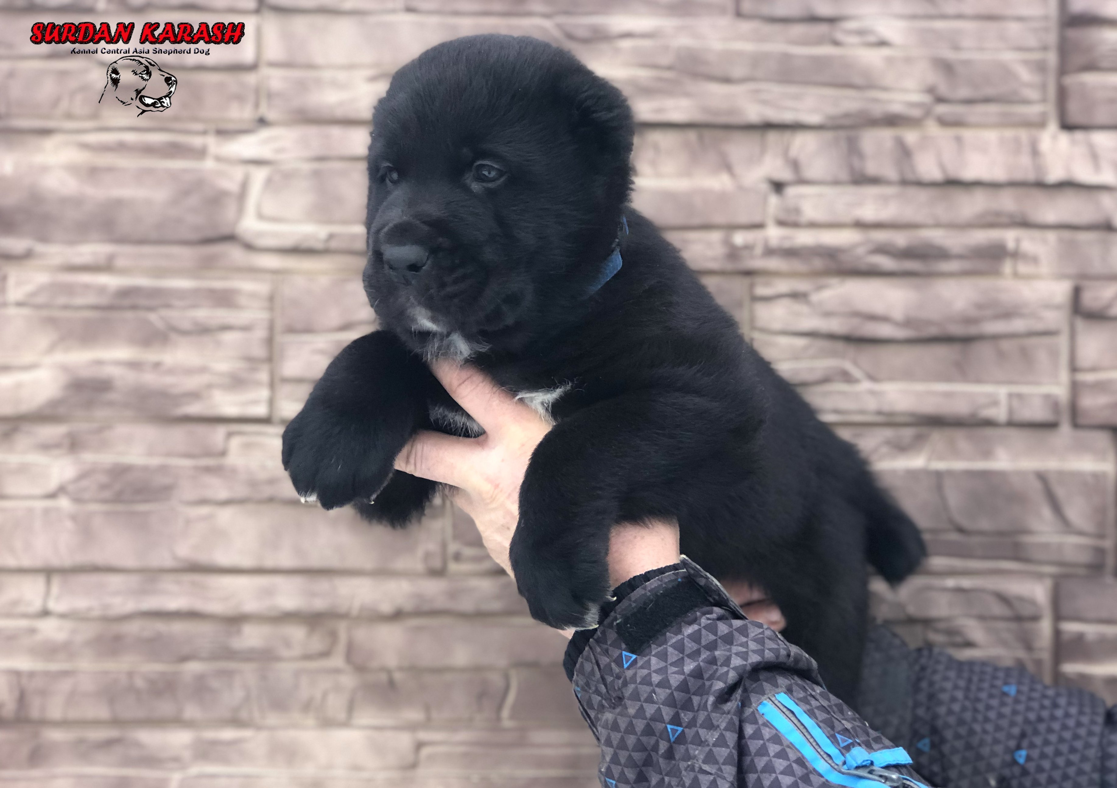5 недель