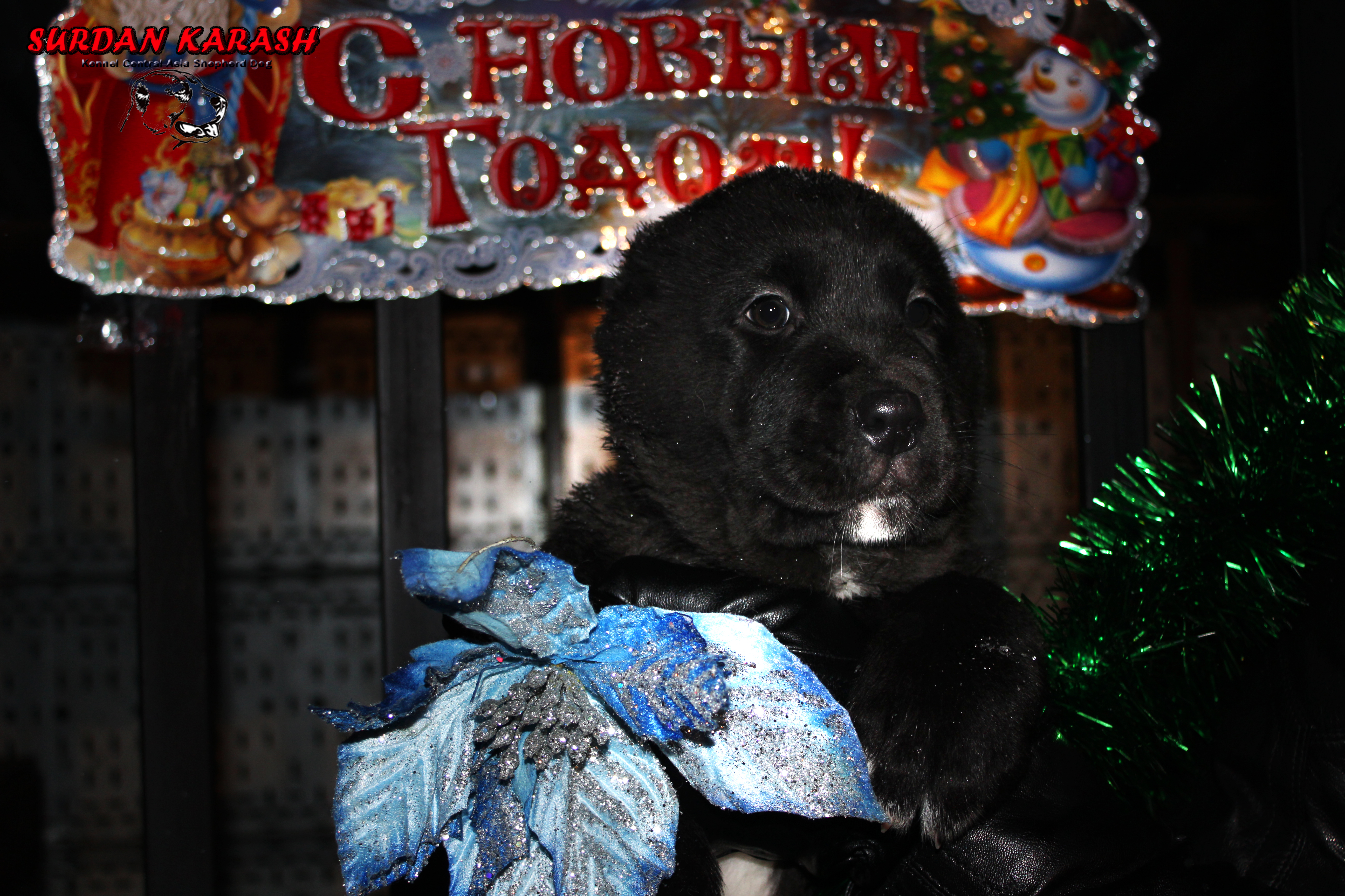 8 недель