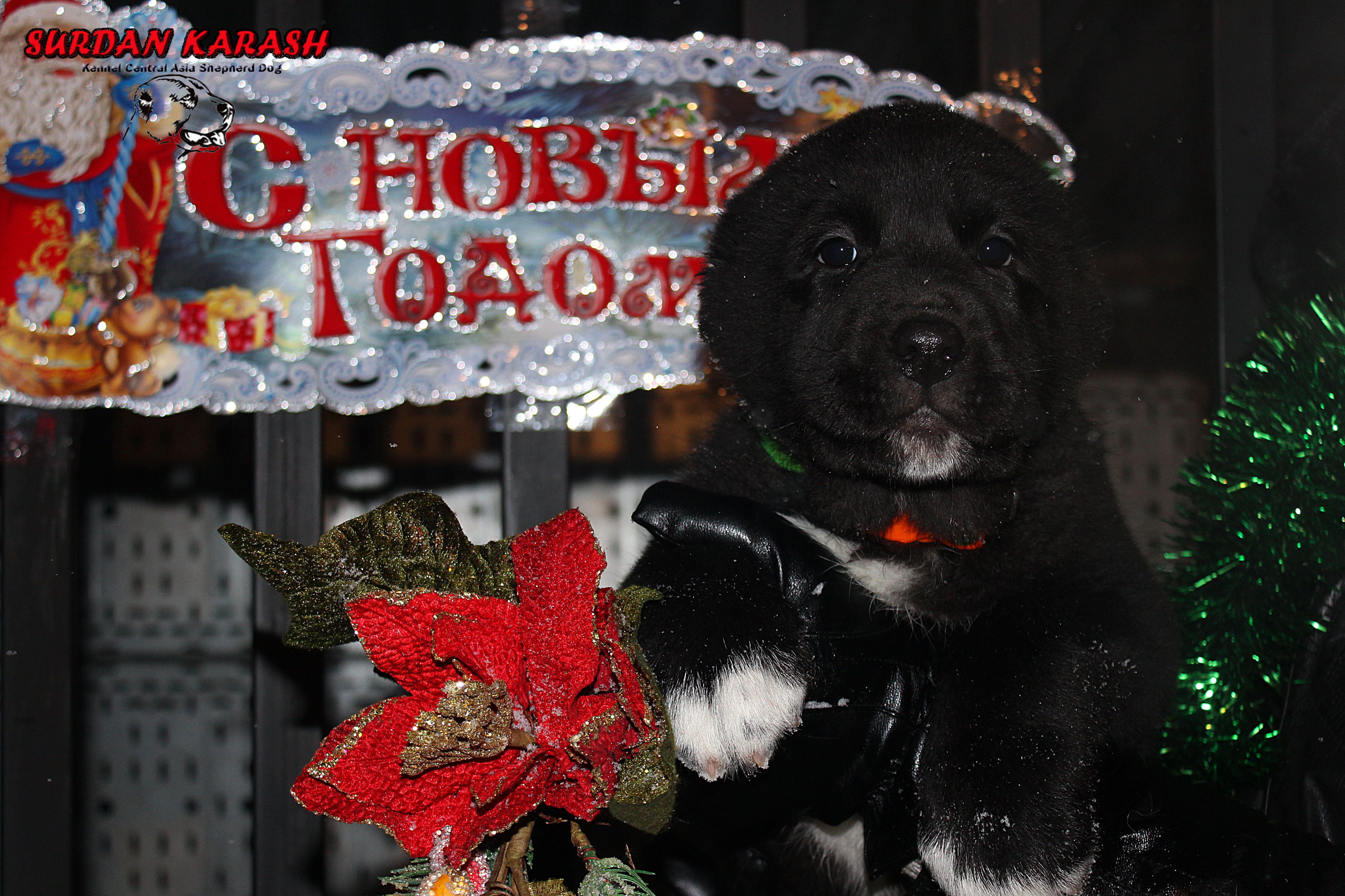8 недель