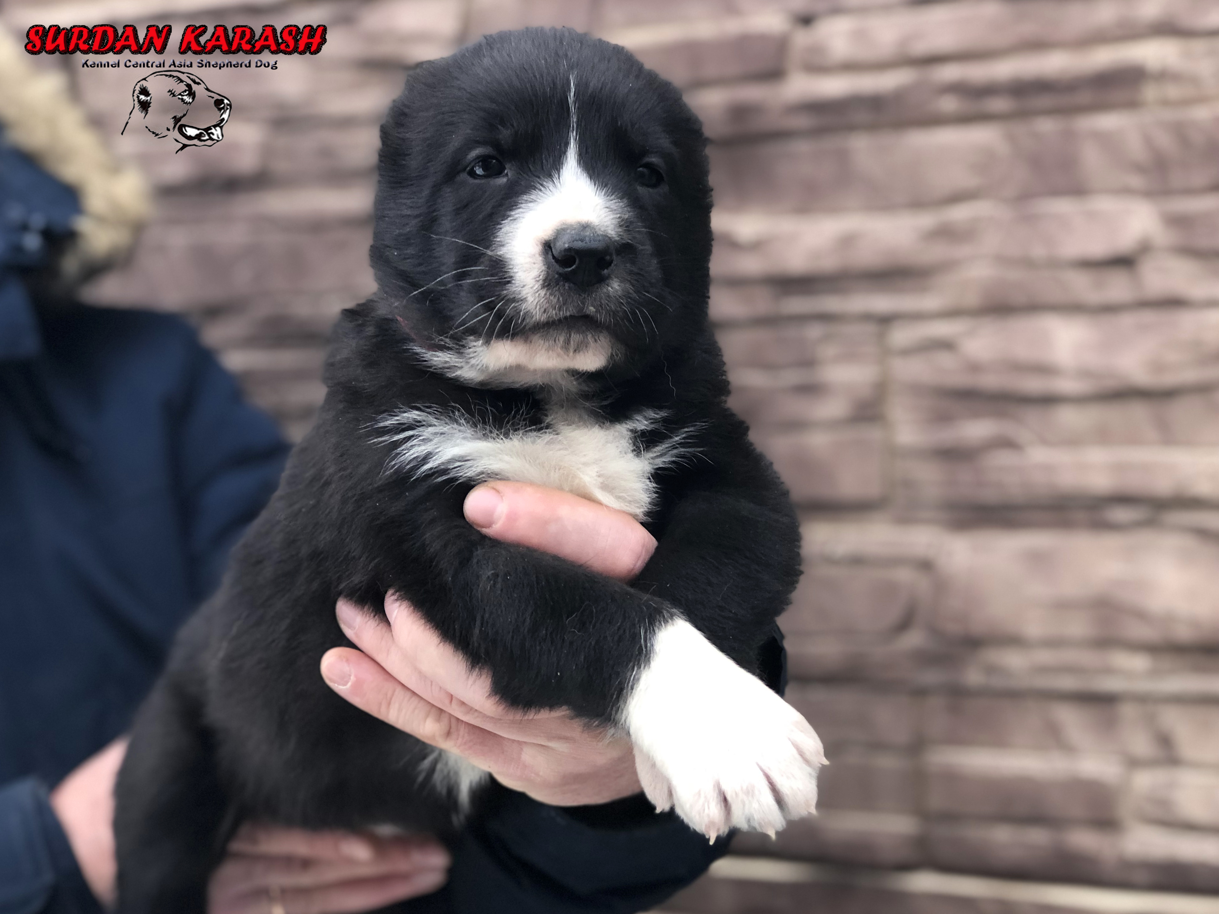 4 недели