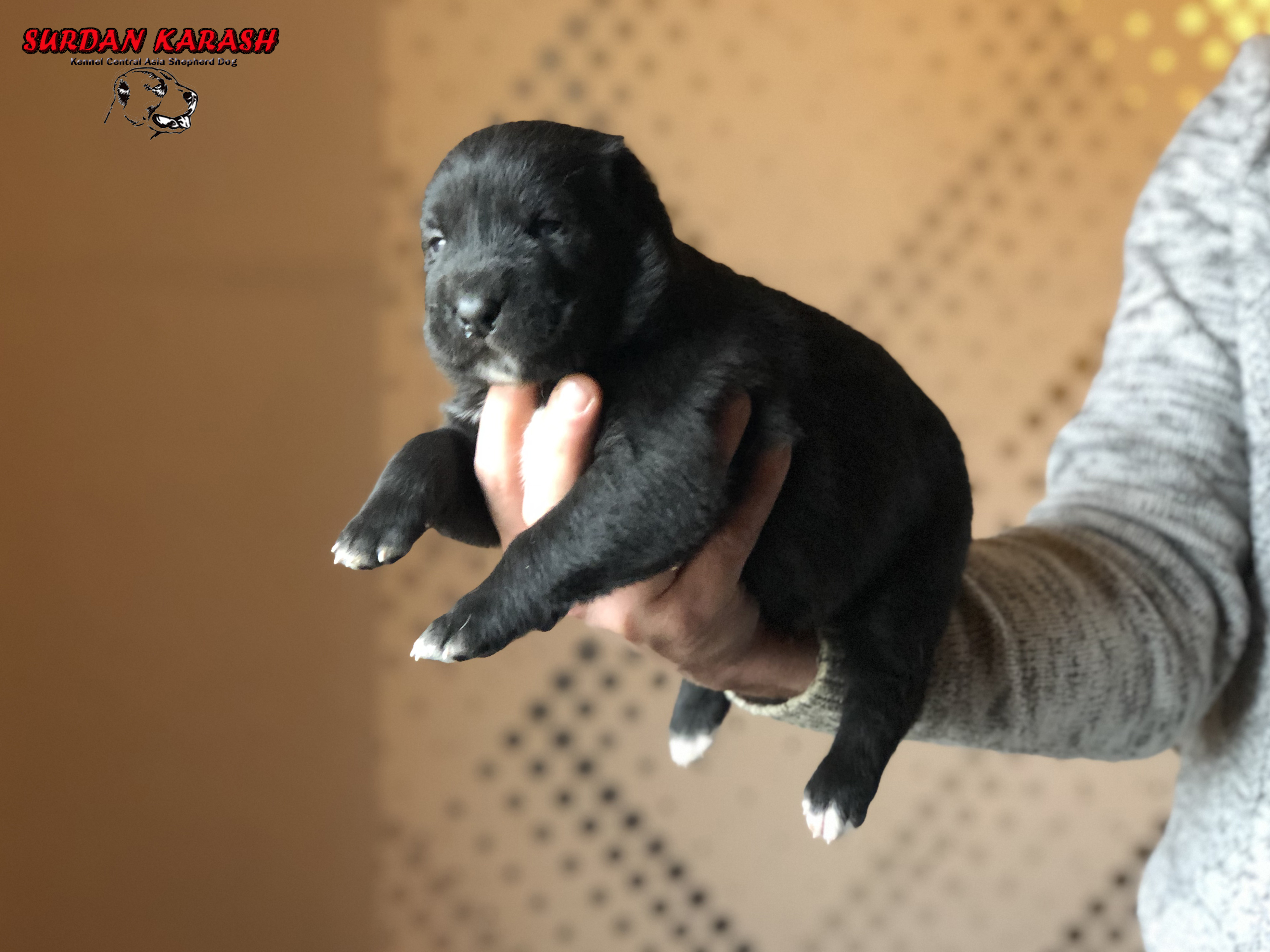 2 недели