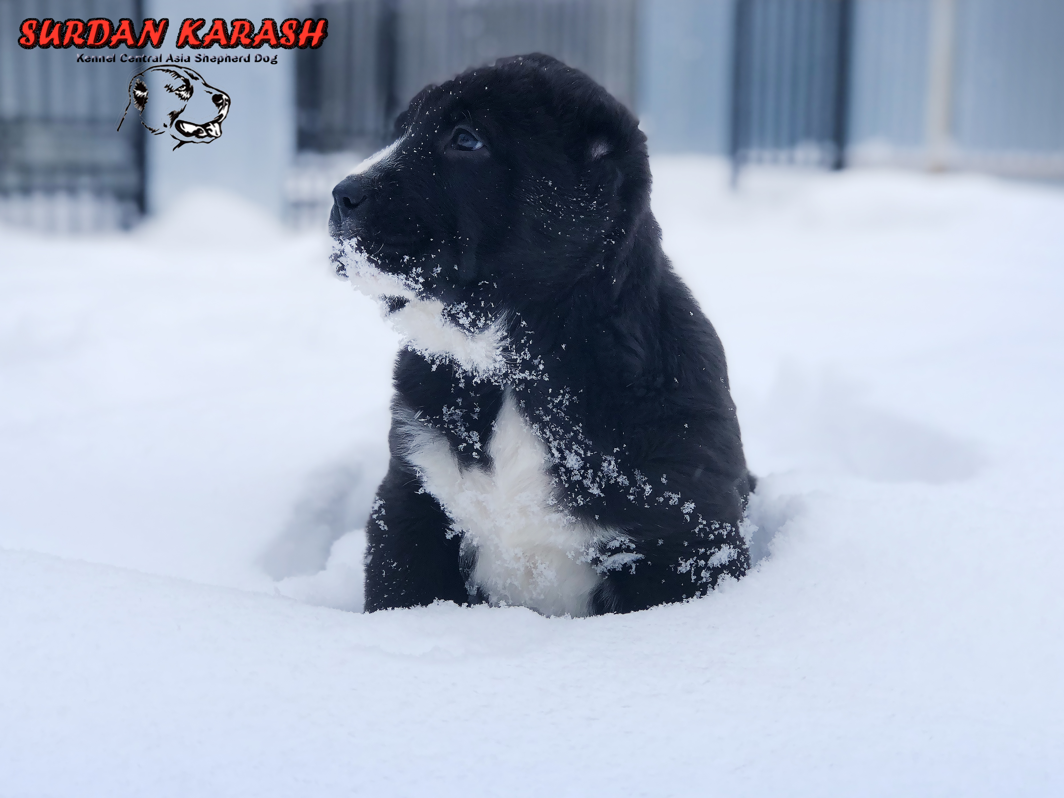 8 недель