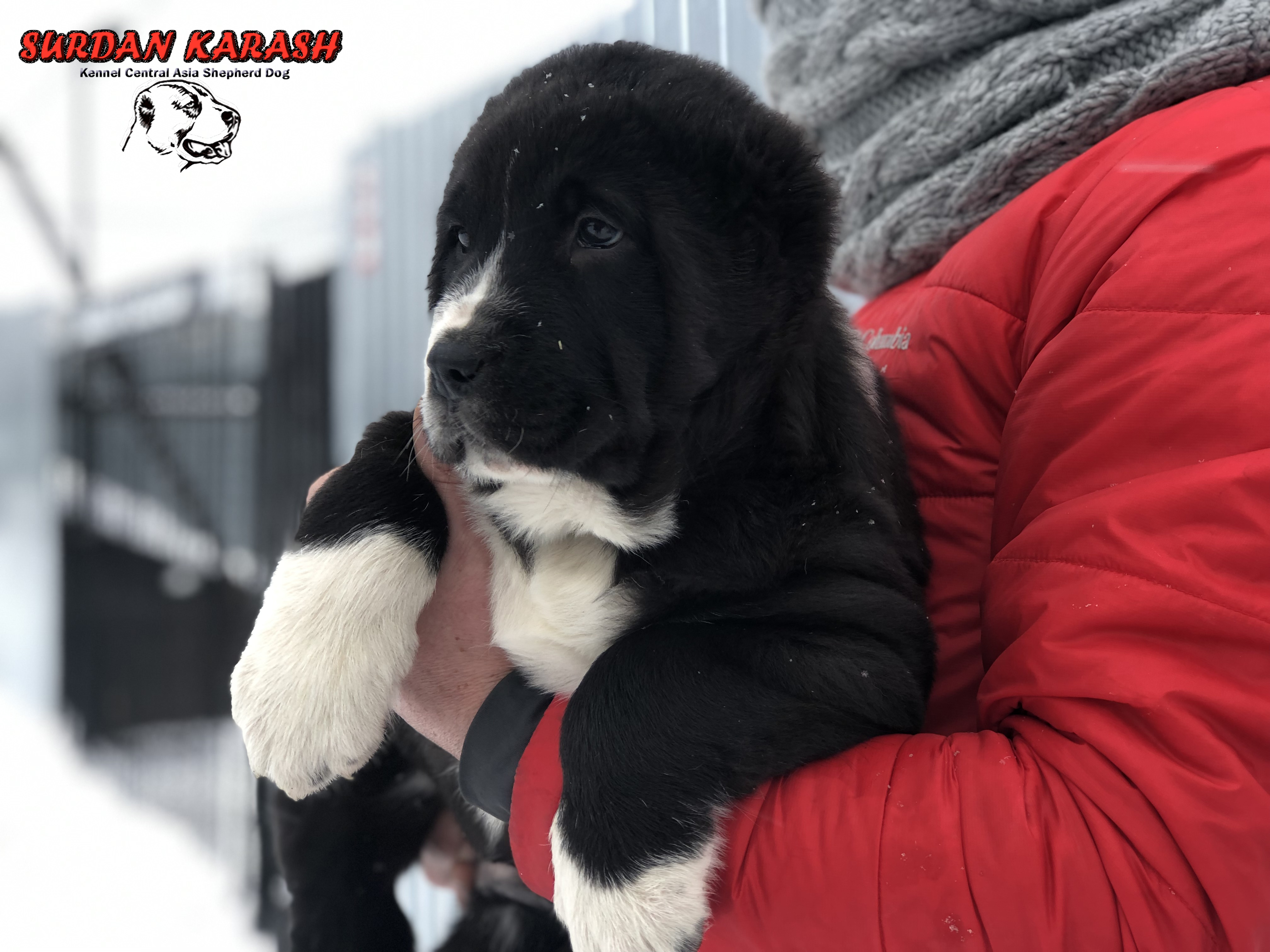 8 недель