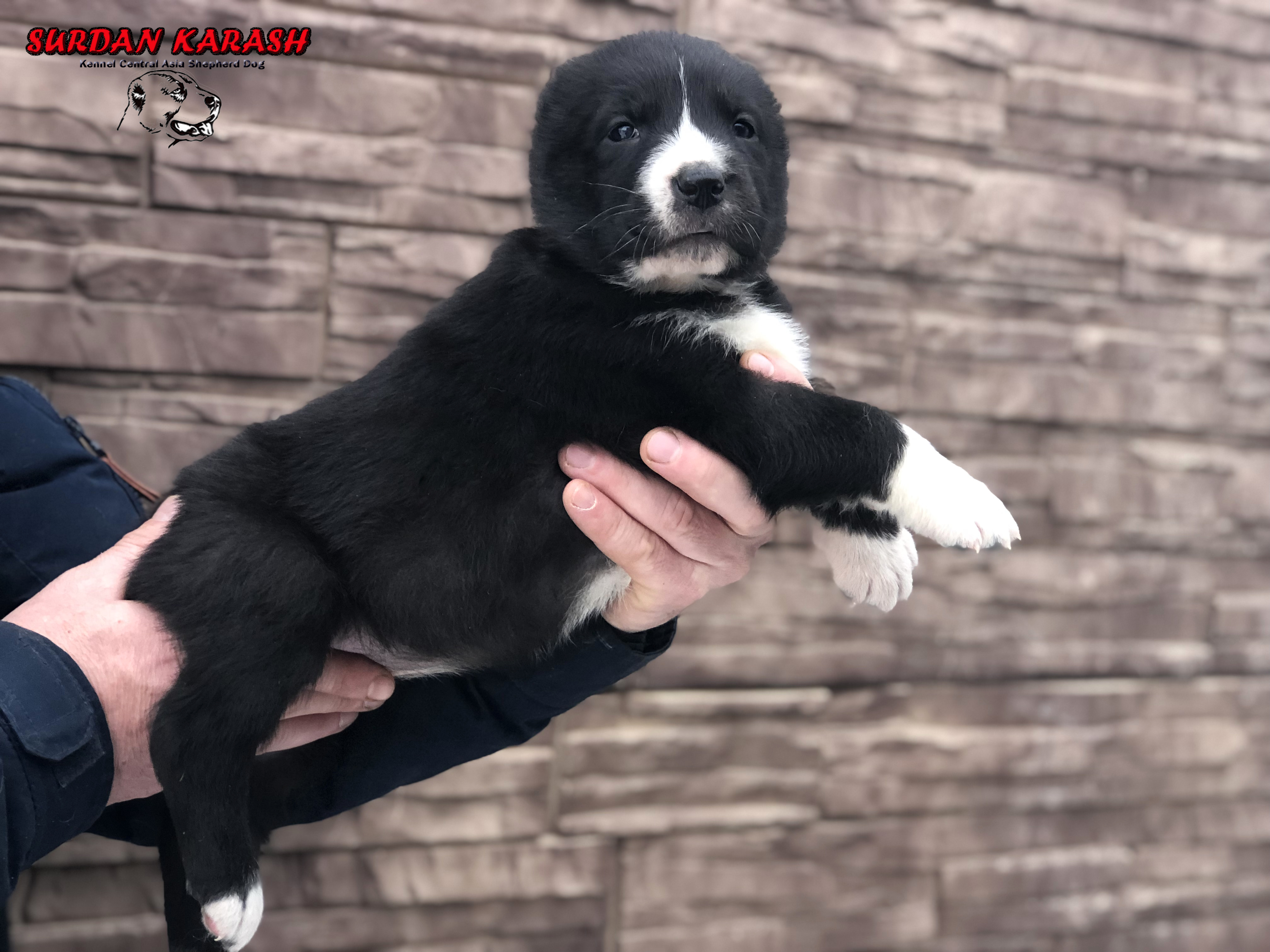 4 недели