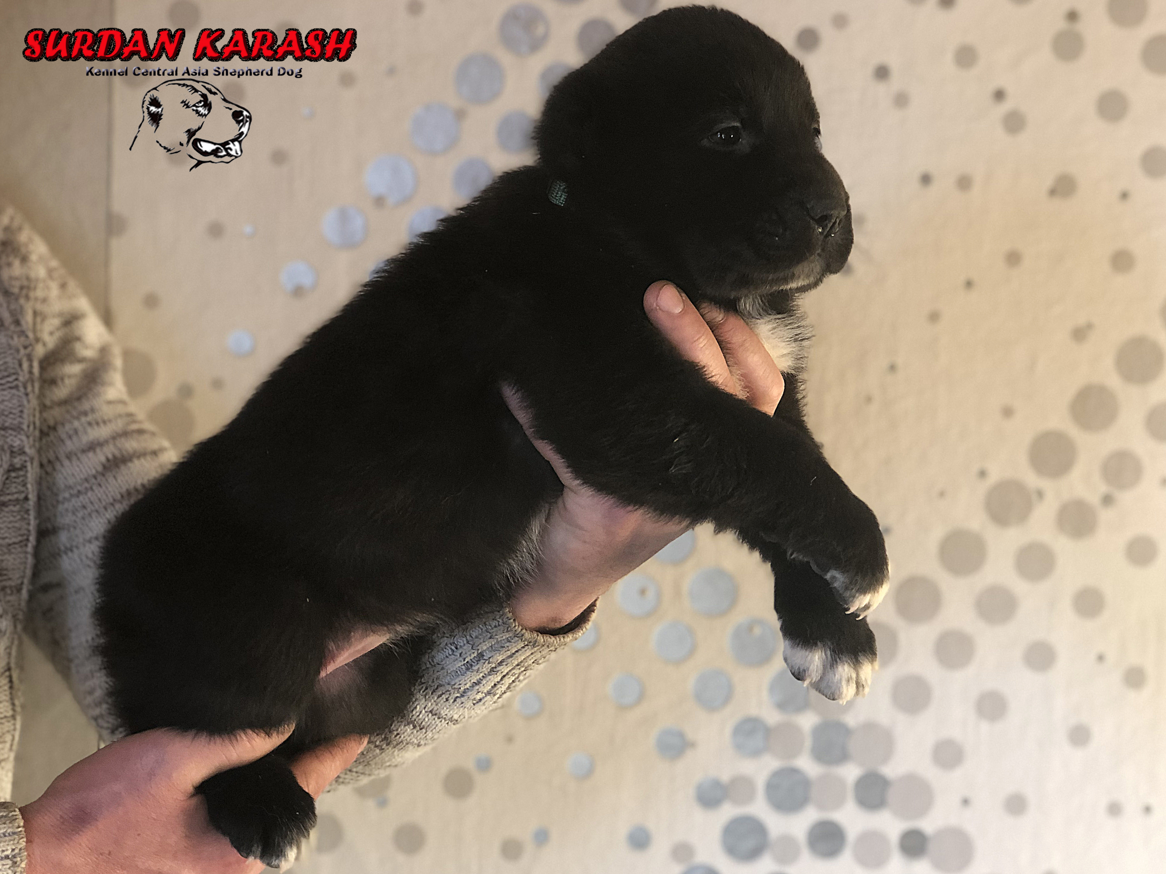 1 месяц