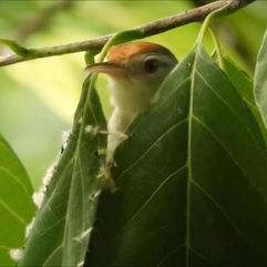 L’édifiante histoire de la mésange couturière illustrant les périls de l’excellence en excès
