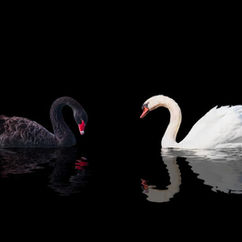 Le Cygne noir a-t-il du sens en éducation ?