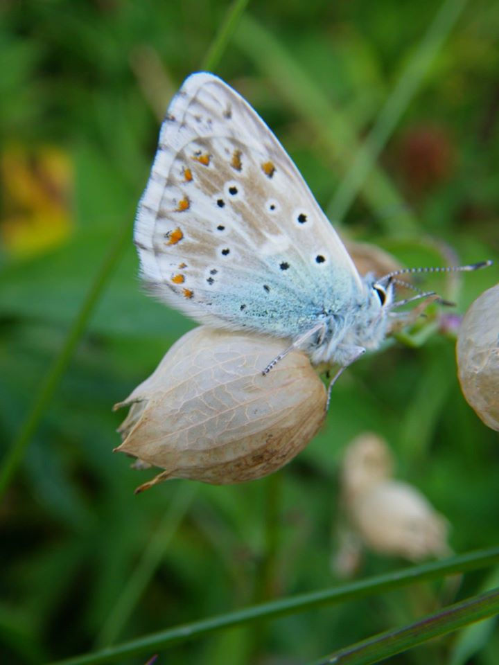 1264211_498213560268057_1516323605_o