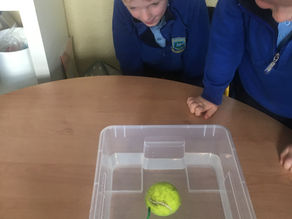 Science week in Senior Infants
