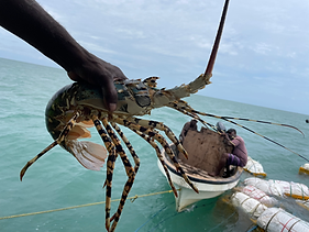 Lobster.jpeg