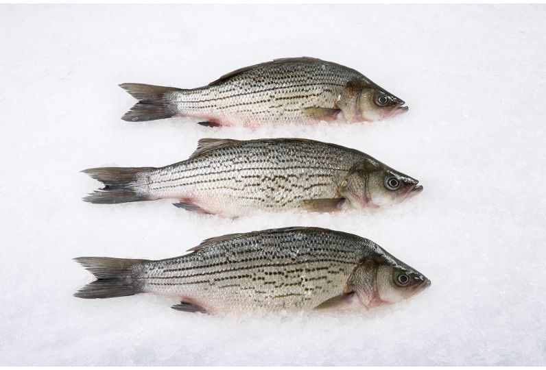 Thumbnail: HYBRID STRIPED BASS