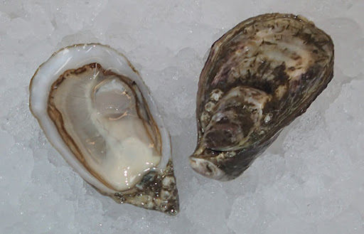 Thumbnail: SHIGOKU OYSTERS