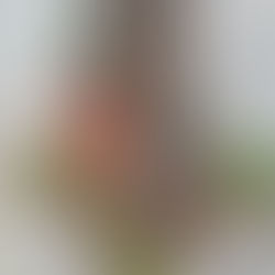 STONY TREE COTTAGE A CHANCE TO BE INSIGHTFUL