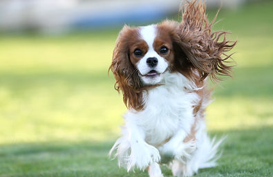 cavalier running