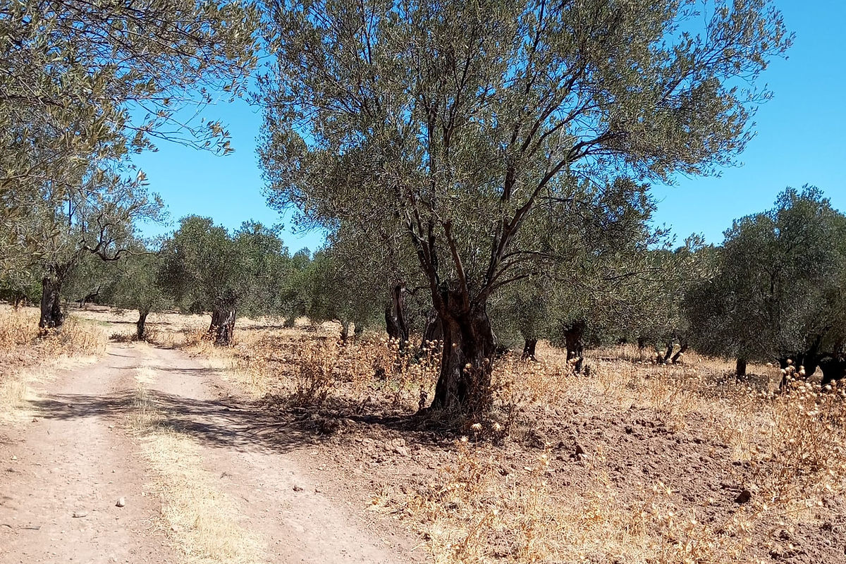 Ayvalık Mutlu köyde kaçırılmayacak fırsatta zeytinlik