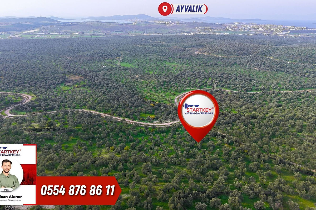 Ayvalık KazımKarabekir Kaçırılmayacak 42 Dönüm Zeytinlik