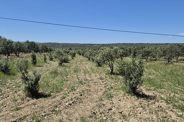 Yeni Köyde Satılık Müfrez Tarla