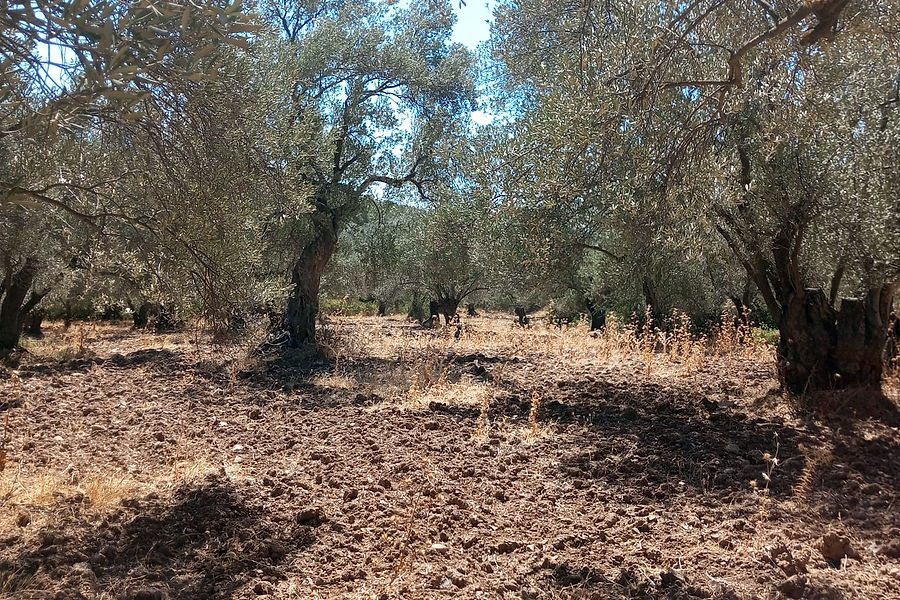 Ayvalık Mutlu köyde kaçırılmayacak fırsatta zeytinlik